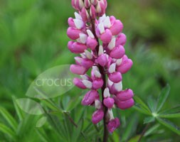 Click here to view information for&nbsp;Lupin