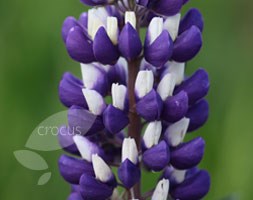 Lupinus 'The Governor' (Band of Nobles Series) (lupin)