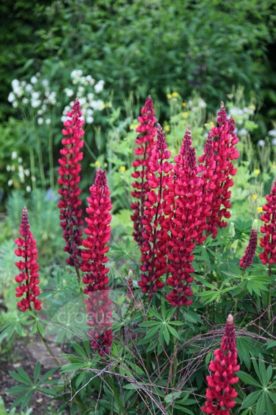 lupin lupin