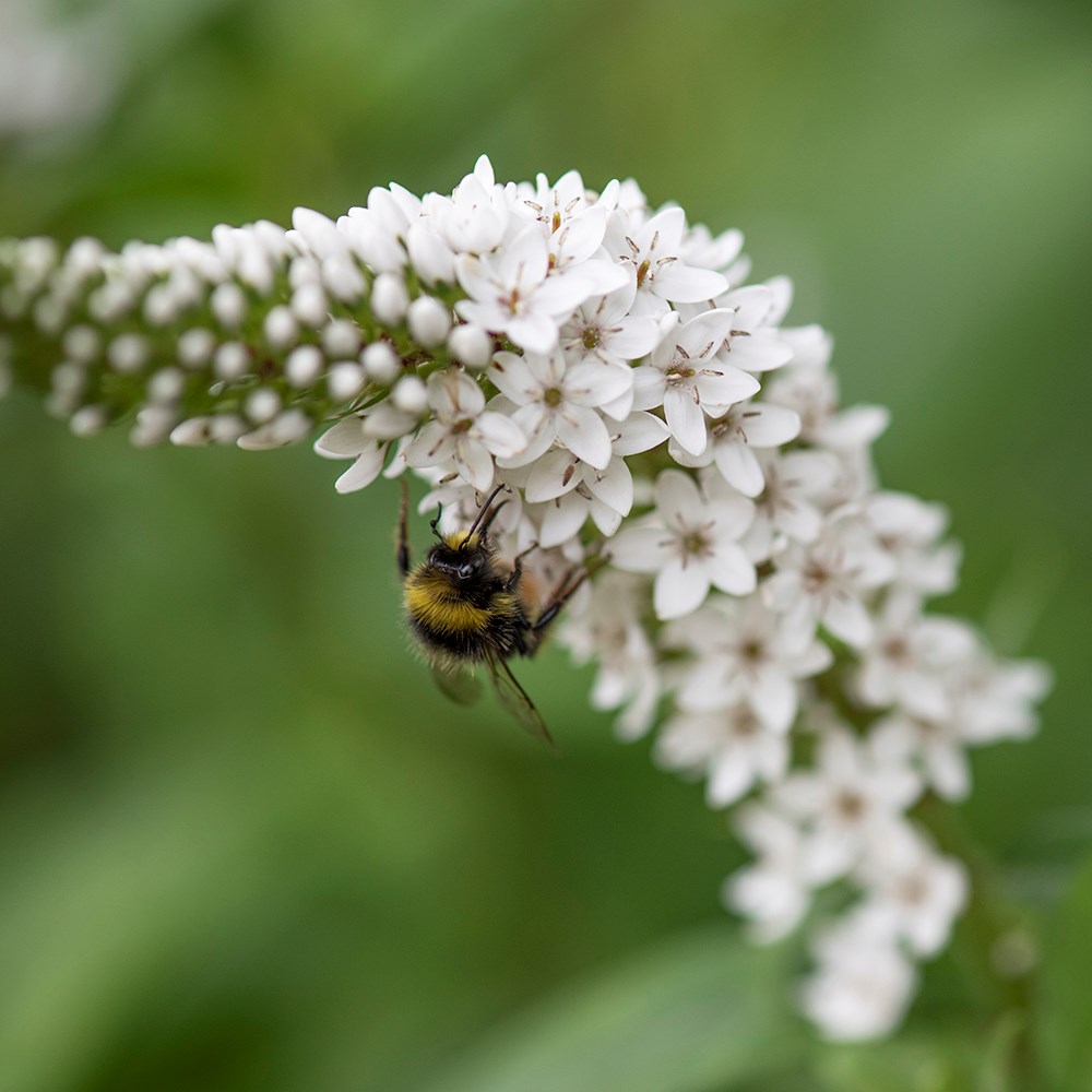 Chinese loosestrife