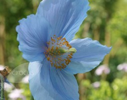 Meconopsis baileyi (himalayan blue poppy)