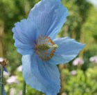 himalayan blue poppy