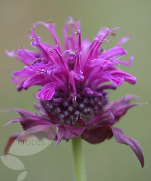 bergamot bergamot