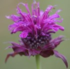 bergamot