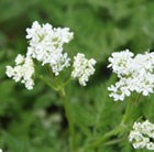 sweet cicely