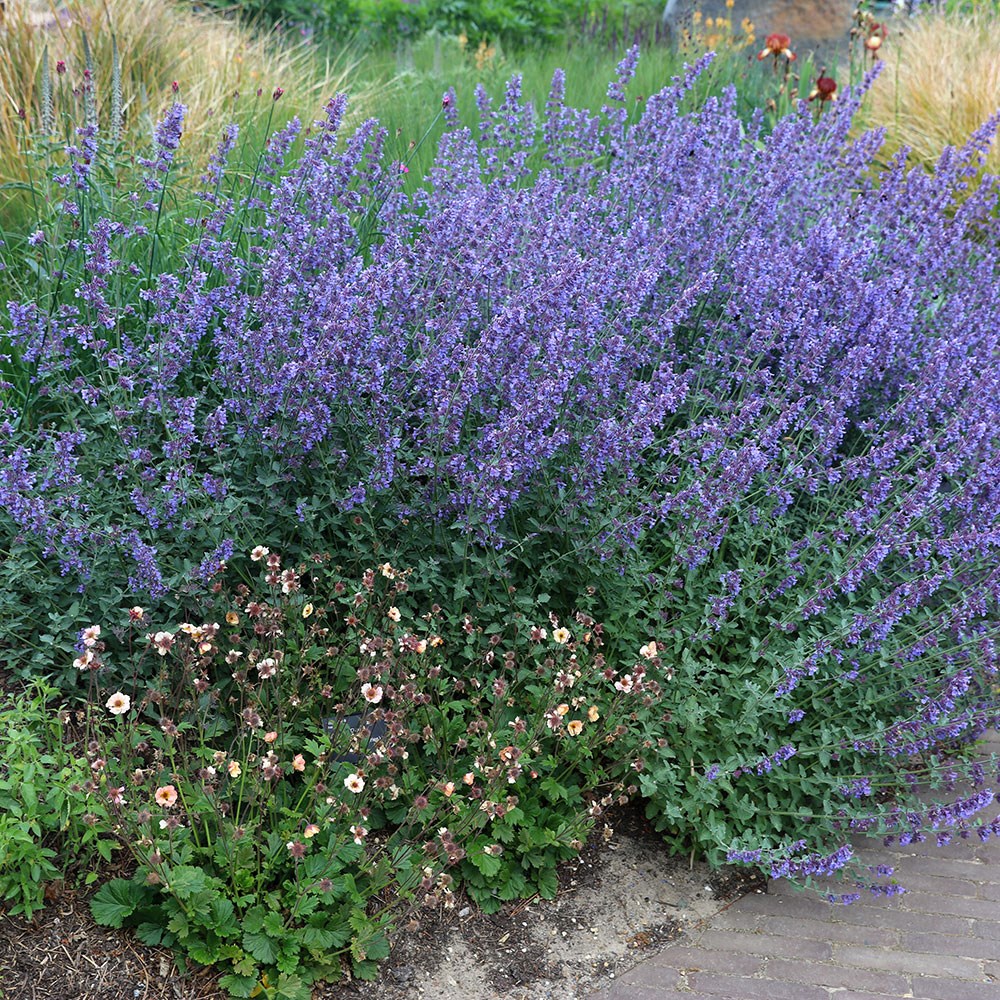 catnip catnip