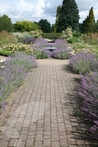 catmint