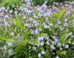 navelwort