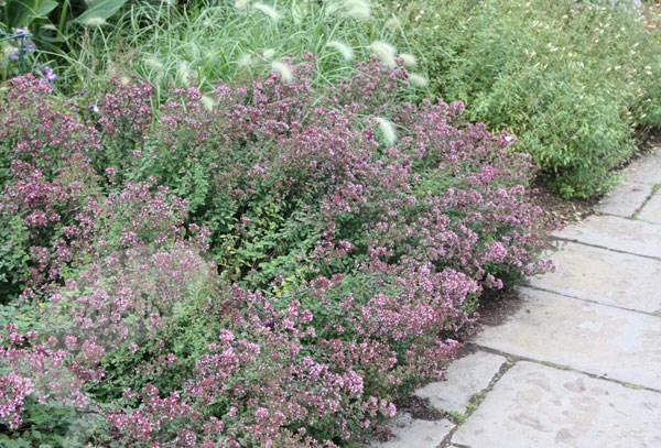 marjoram marjoram