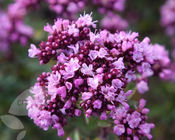 marjoram marjoram