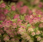marjoram
