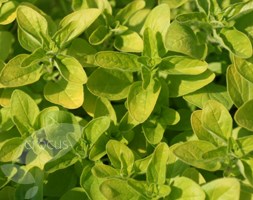 golden wild marjoram
