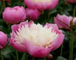 Paeonia lactiflora 'Bowl of Beauty' (paeony / peony)