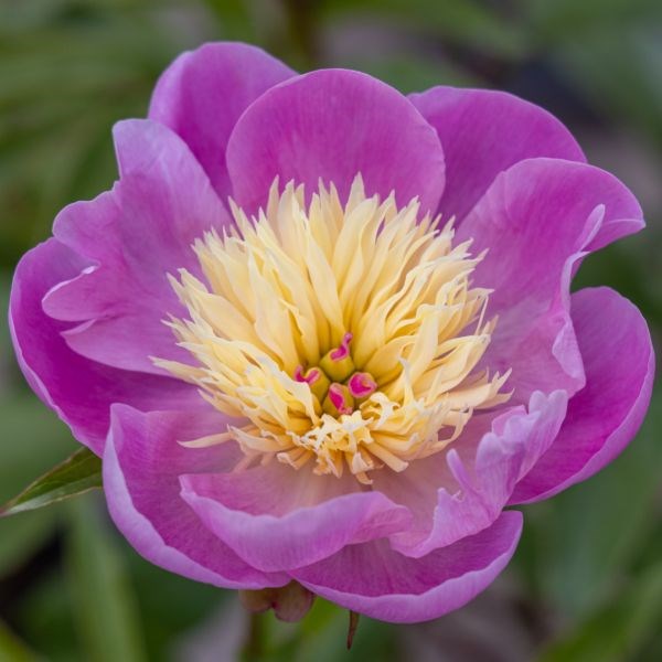 paeony / peony paeony / peony