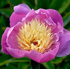 paeony / peony