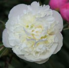 paeony / peony