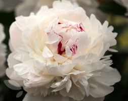 Paeonia lactiflora 'Festiva Maxima' (paeony / peony)