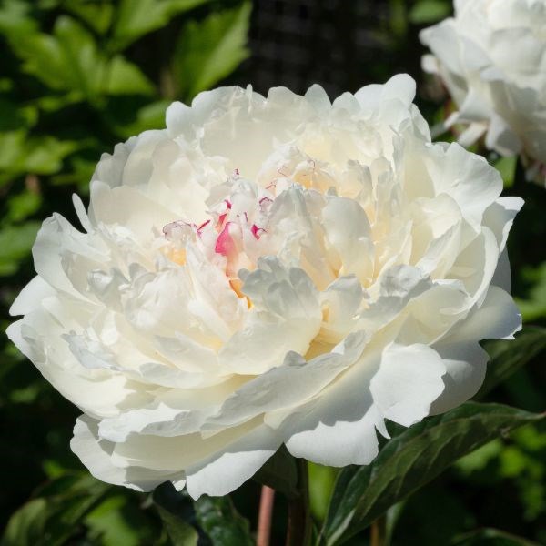 paeony / peony