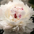 paeony / peony