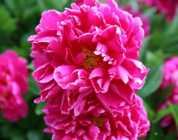 Paeonia lactiflora 'Karl Rosenfield' (paeony / peony)