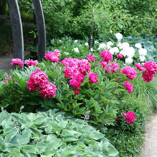 paeony / peony