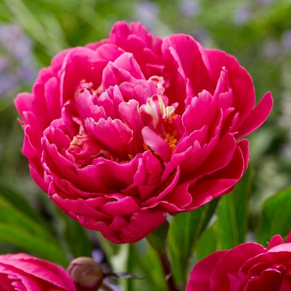 paeony / peony paeony / peony