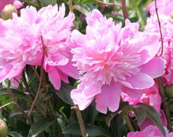 Paeonia lactiflora 'Monsieur Jules Elie' (paeony / peony)