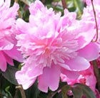 paeony / peony