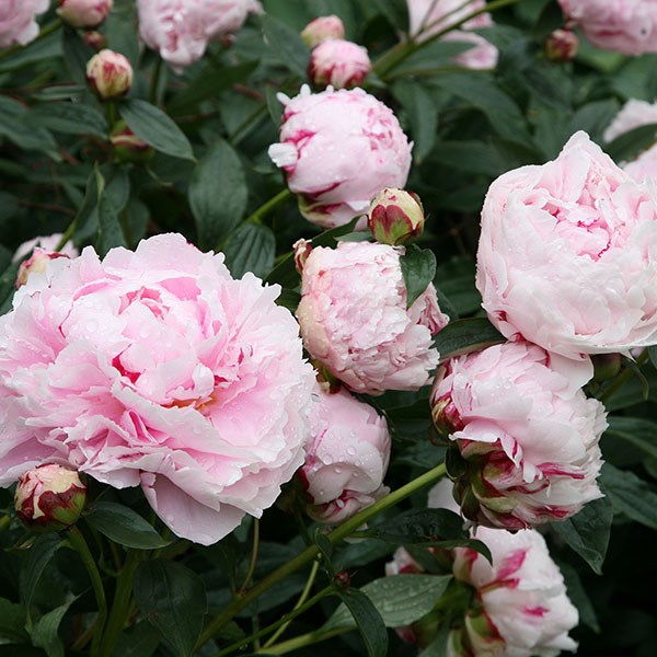 paeony / peony