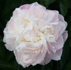 paeony / peony