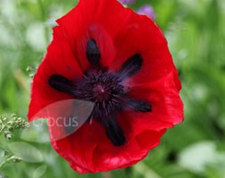 Oriental poppy