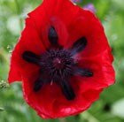 oriental poppy