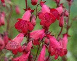 Penstemon 'Andenken an Friedrich Hahn' (beard tongue (syn. Garnet))