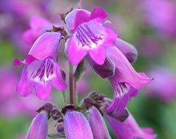 Penstemon 'Sour Grapes' (beard tongue)