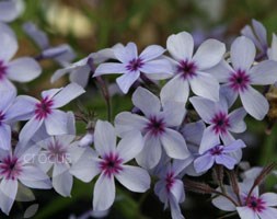 phlox