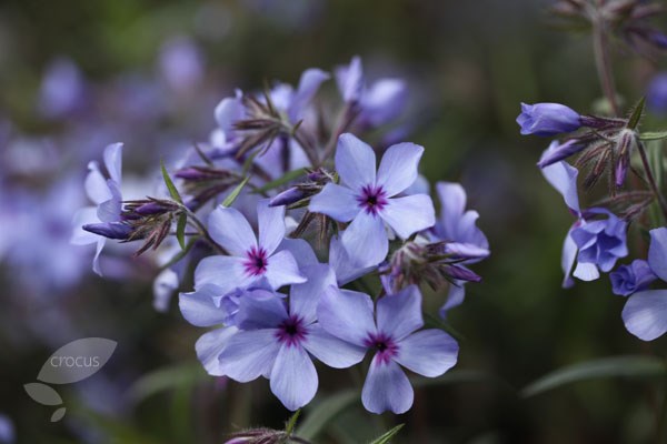 phlox