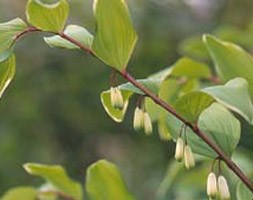 Polygonatum odoratum (Solomon's seal)
