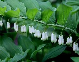 common Solomon's seal (Syn. Polygonatum multiflorum)