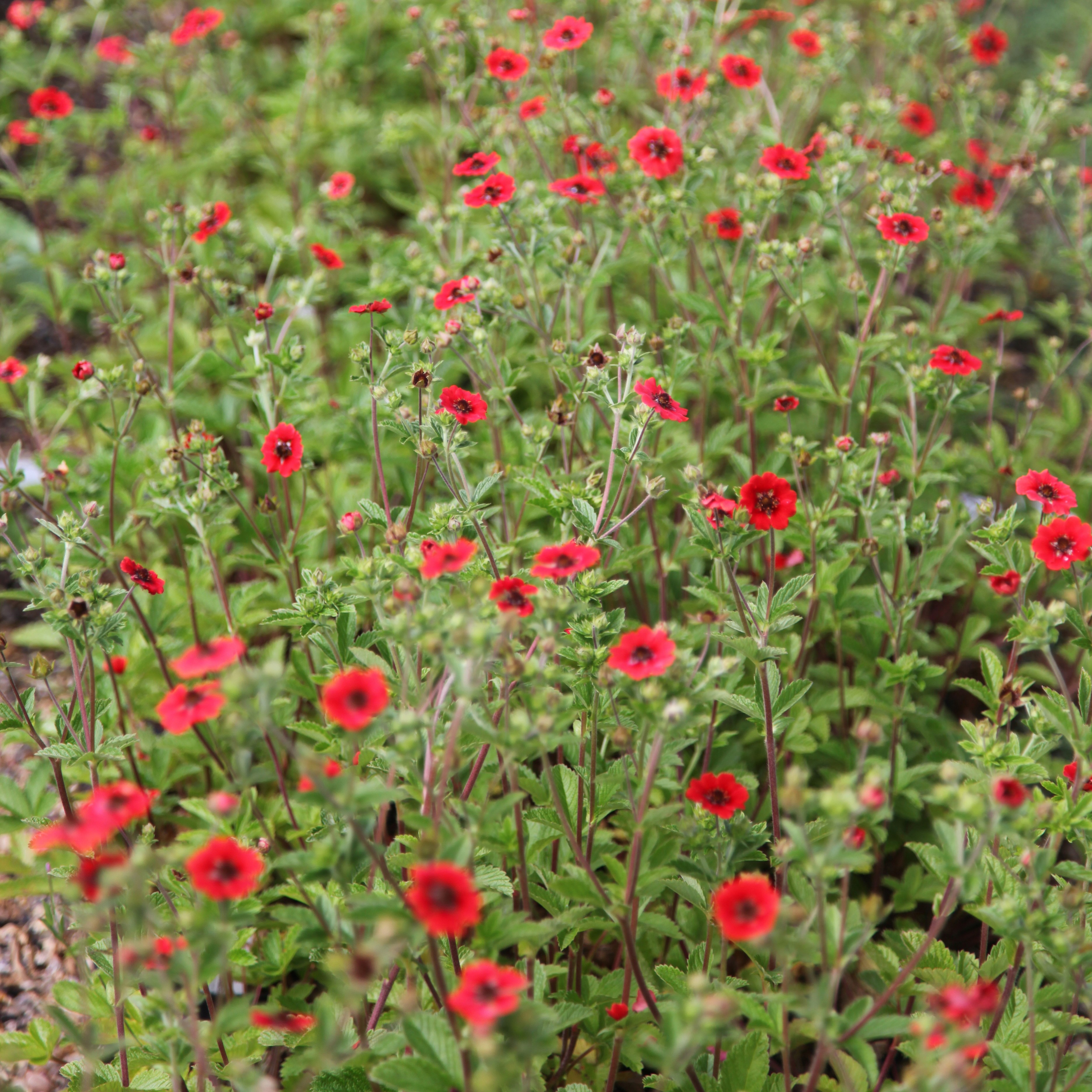cinquefoil