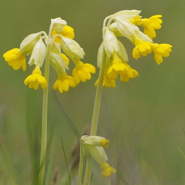 cowslip cowslip