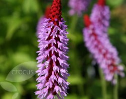Vial's primrose