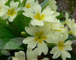 Primula vulgaris