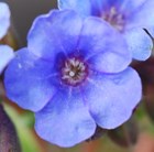 lungwort