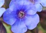 Lungwort