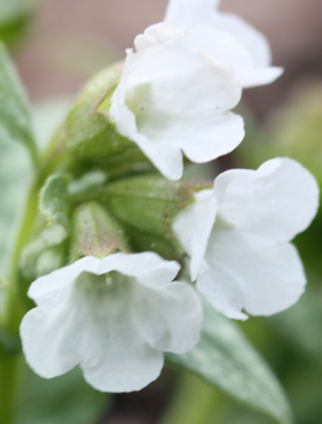 lungwort lungwort