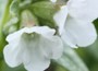 Lungwort