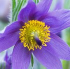 Pulsatilla vulgaris