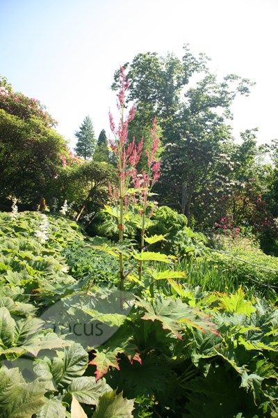 chinese rhubarb