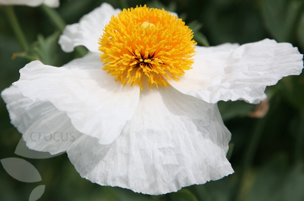tree poppy tree poppy