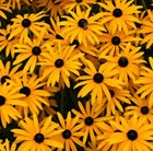 Black-eyed Susan